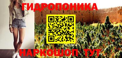 крисы Кингисепп